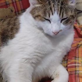 2025/03/10の画像