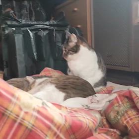 2025/03/15の画像