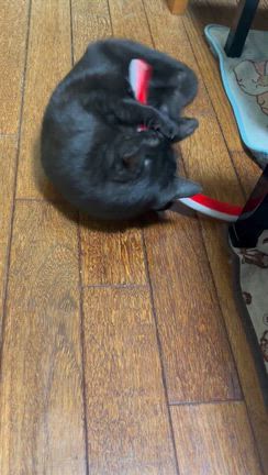 母の日からのハピ弁♡なにやってんだか泣♡スレッズでバズってるアレの記事動画