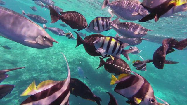 シェラトンモルディブ　お魚天国♪♪シュノーケリングサファリ（後編）の記事動画