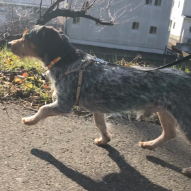 犬の歩く速度　歩速についての画像