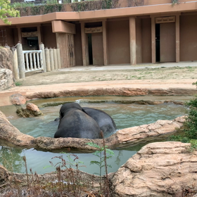 東山動物園 〜ゾウの水浴びに客から心配の声が…の画像