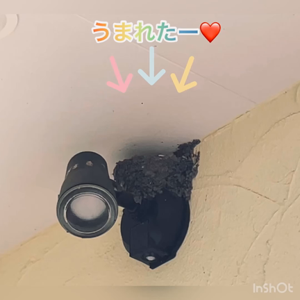 産まれたよ♡つばめの子育て｜鹿児島の記事動画