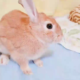 ふぅちゃんの画像