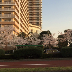 春が来た❗️の画像