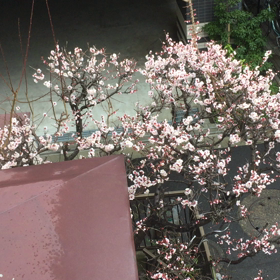 3月8日の画像