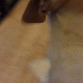 ラーちゃんがせまってきたの画像