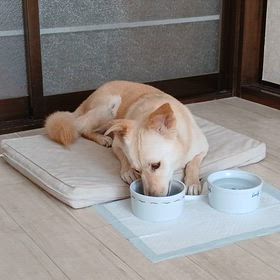 ココ日記⑦ ココの食事スタイルの画像