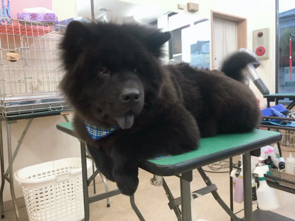 チャウチャウ★ふーたくんの記事動画
