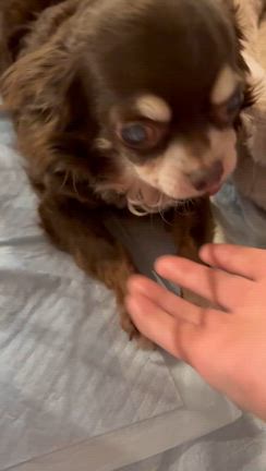 華ちゃんマムちゃん春です〜の記事動画