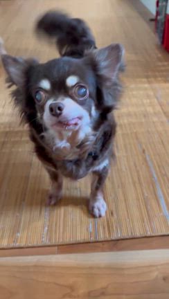 桜とマムちゃん。それから〜ほわちゃん❤︎の記事動画