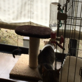 初の野良猫対決の画像