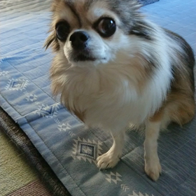 ランちゃんのプレドニンの効果の画像