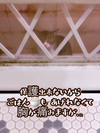 さすらいの にゃんたろぉꕀ(*ΦωΦ*)の記事動画