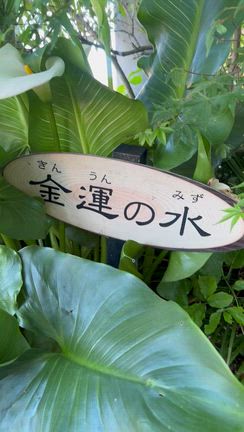 阿蘇＆高千穂の旅19 金運アップ狙って水基めぐりの記事動画