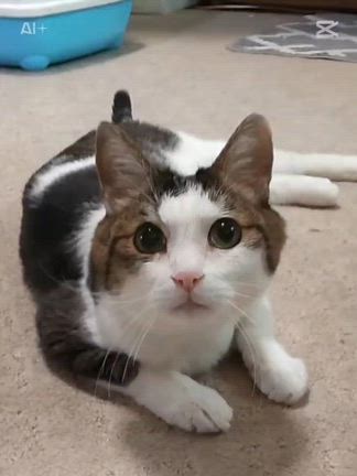 ミーちゃんが虹の橋に旅立ちましたの記事動画