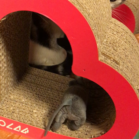 野生的なトム(=^x^=)の画像