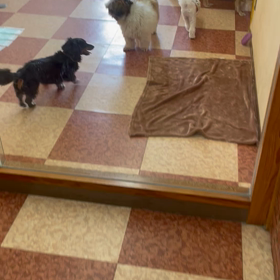 愛犬、超長寿になるための方法(これから大切なこと)の画像