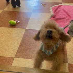 愛犬、超長寿になるための方法(人間の場合)の画像