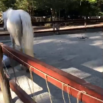 丹生川上神社への記事動画