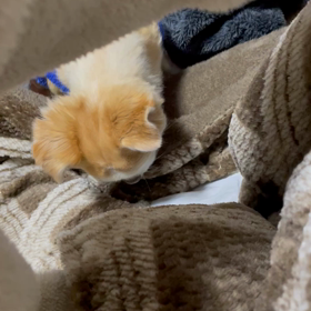 これは犬っぽい！(犬やけど)の画像