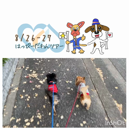 わんだふる③の記事動画