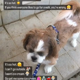 暑中お見舞い申し上げますの画像