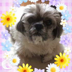 チョビの命日の画像