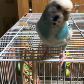 はっぴーちゃんの画像