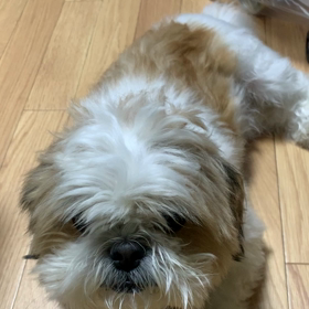 犬でもなるの画像