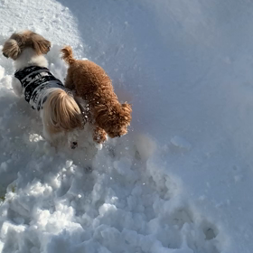 雪国あるある②の画像