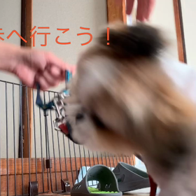 躁状態(笑)の画像