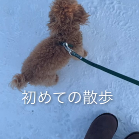 初めての散歩。の画像