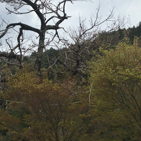 雨に向かう薄雲の画像