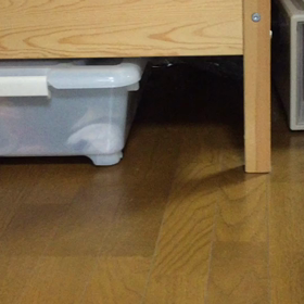 ベット下の秘密基地 今年もですか…の画像