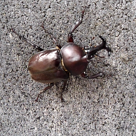 駅前にカブトムシ。ひかれたらかわいそう、墓場に逃がしてやったの画像