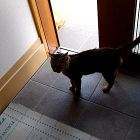 猫が坊さんになりかわり托鉢に回ってきました。の画像