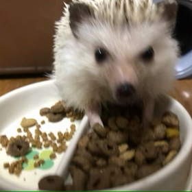 111日目もぐもぐタイムの画像