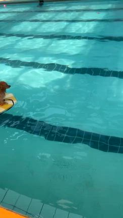 アメブロワン友夏合宿WOOF～プール編の記事動画
