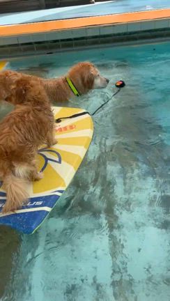 アメブロワン友夏合宿WOOF～プール編の記事動画