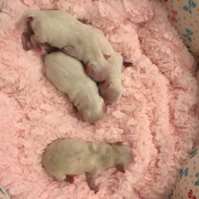 今年最後のお産の画像