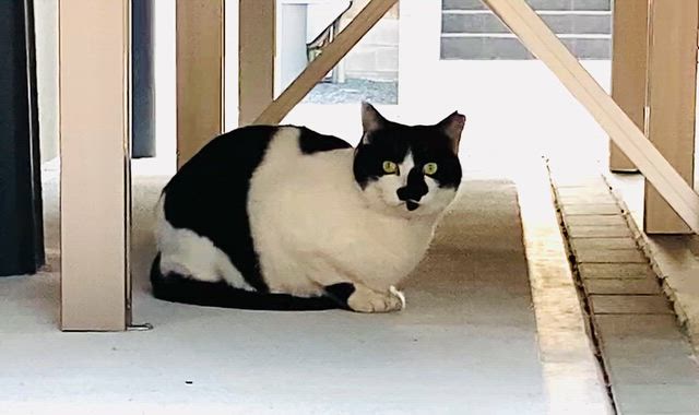 煙が出ないすぐれもの／牛猫さん発見／トムの視線の先にはの記事動画