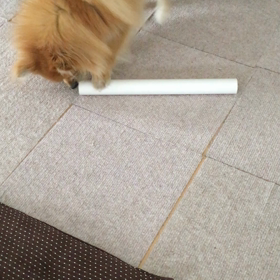 短い芯の画像