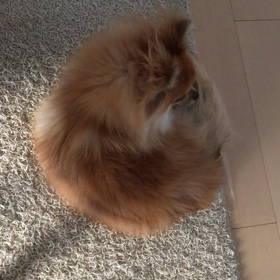 昼間のハープの画像