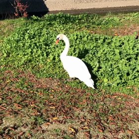 白鳥と黒鳥の力関係の画像