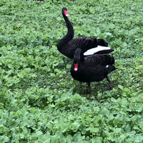 黒鳥のお食事の画像