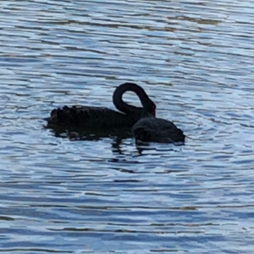 仲睦まじい黒鳥の画像