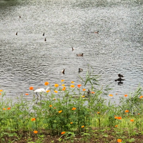 カモのランチ風景の画像