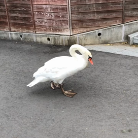 白鳥さんとお散歩の画像