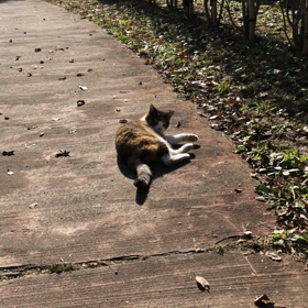 仲良しの猫さんです！の画像